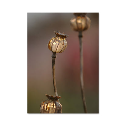 Poster Gouttes de Pétales