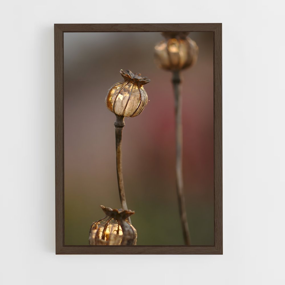 ap-poppy seeds-2 cadre Bois foncé