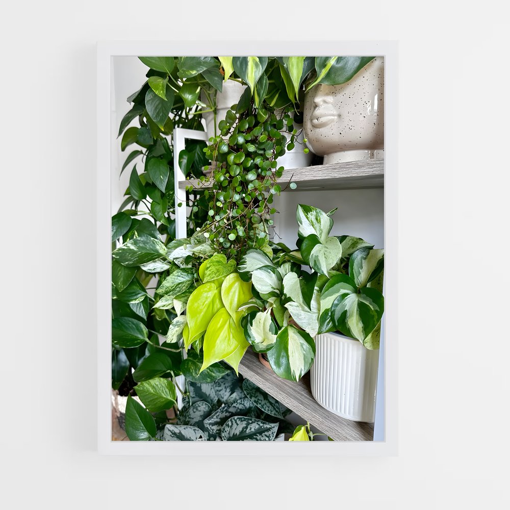 ap-pothos-1 cadre Blanc