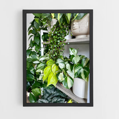 ap-pothos-1 cadre Noir