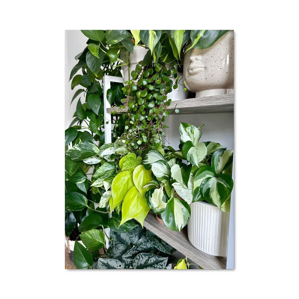 Poster Pothos 96844