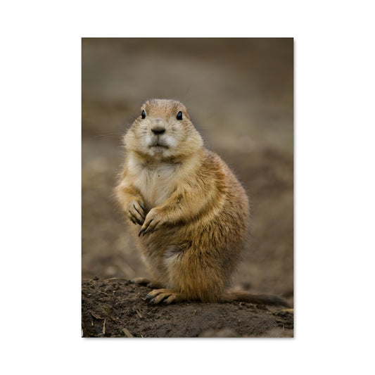 Poster Prairie Life