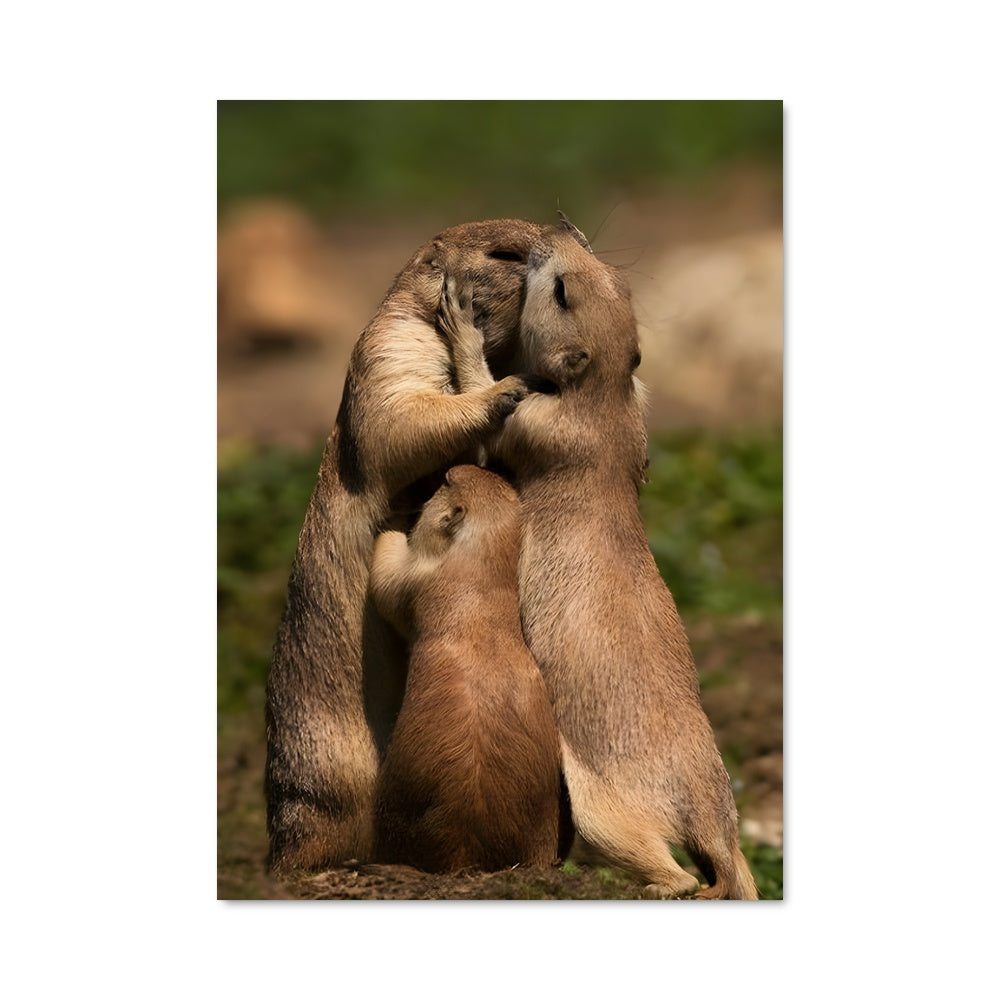 Poster Câlins de Marmottes