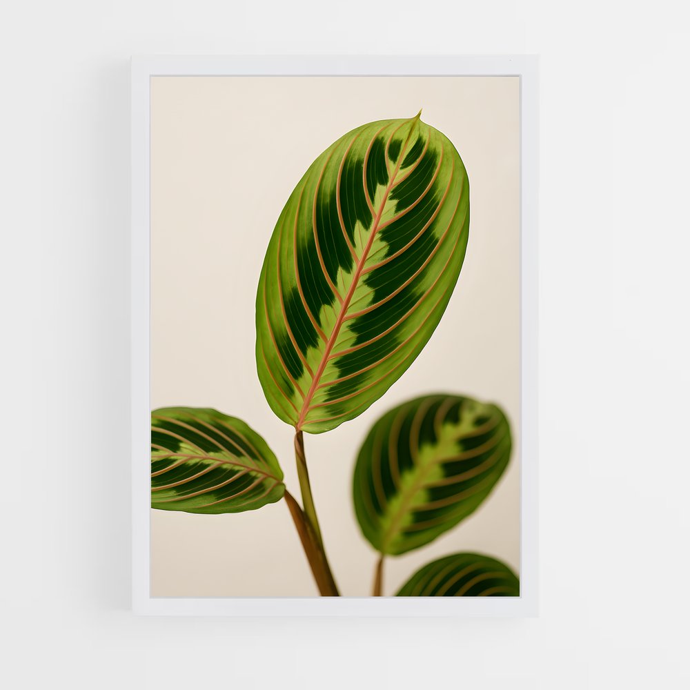 ap-prayer plant-1 cadre Blanc