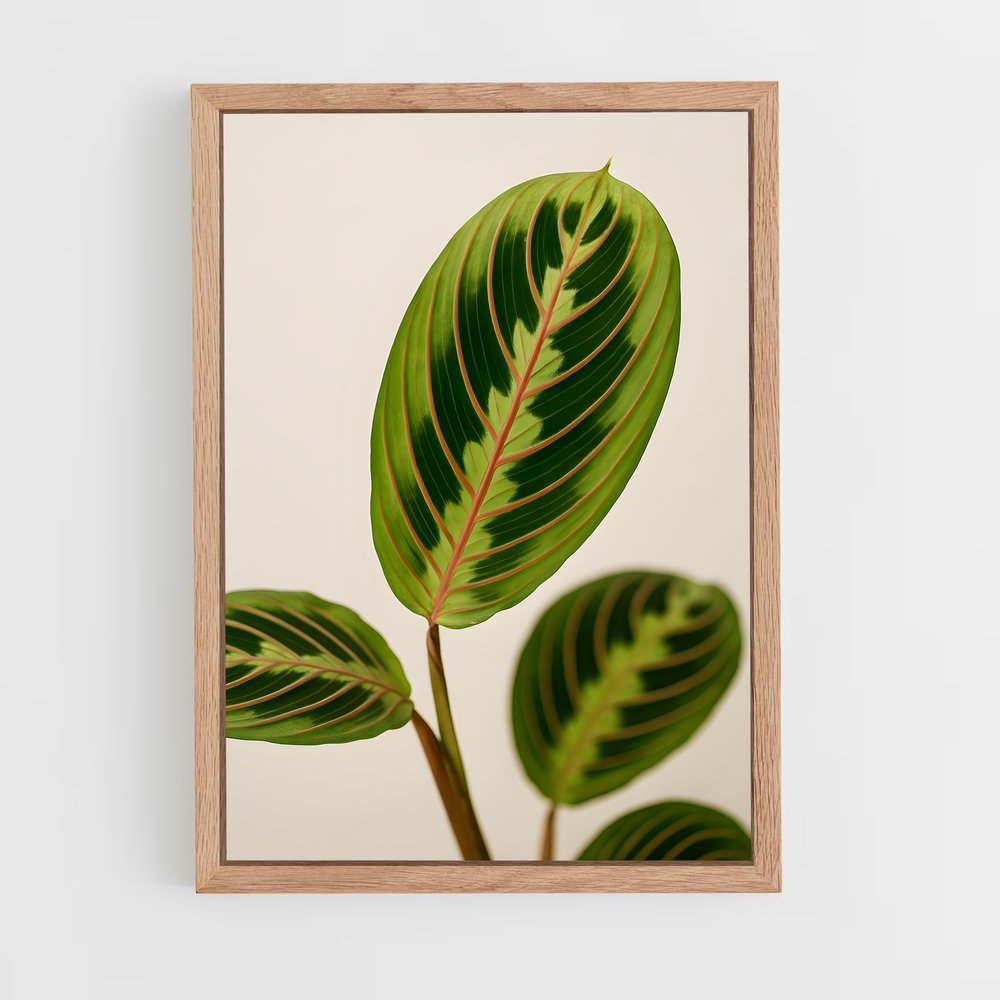 ap-prayer plant-1 cadre Bois clair