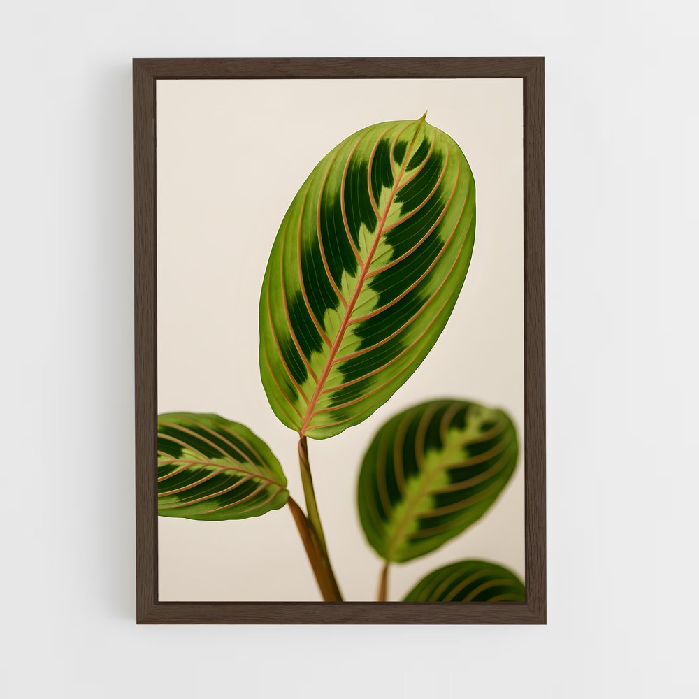 ap-prayer plant-1 cadre Bois foncé