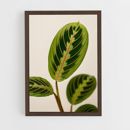 ap-prayer plant-1 cadre Bois foncé