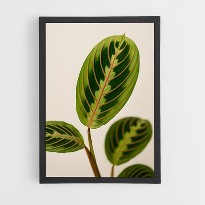 ap-prayer plant-1 cadre Noir