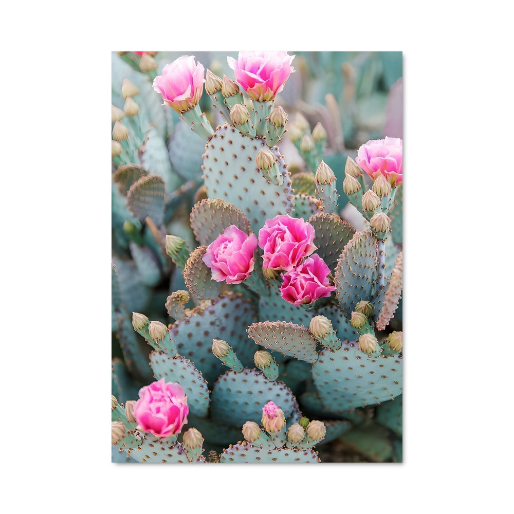 Poster Prickly pear 96349