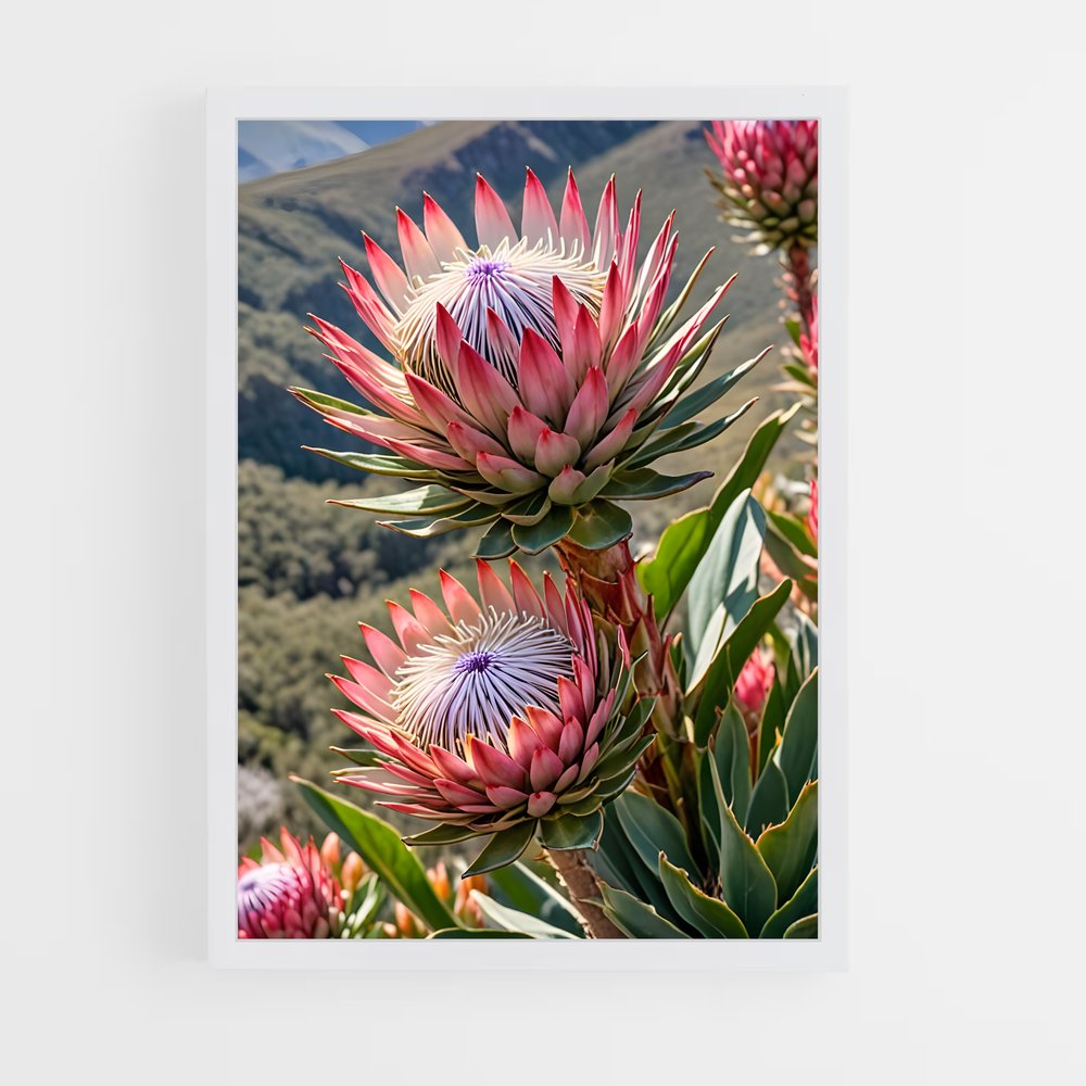 ap-protea-1 cadre Blanc