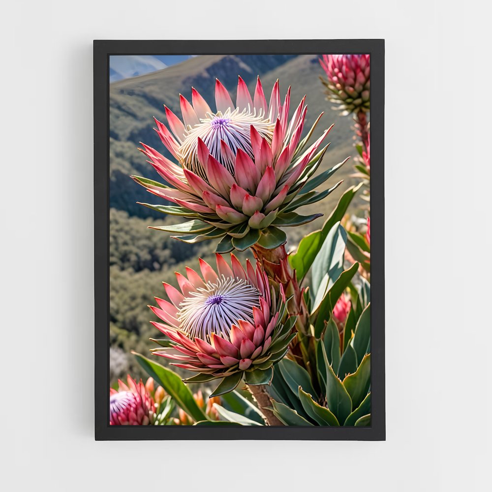 ap-protea-1 cadre Noir