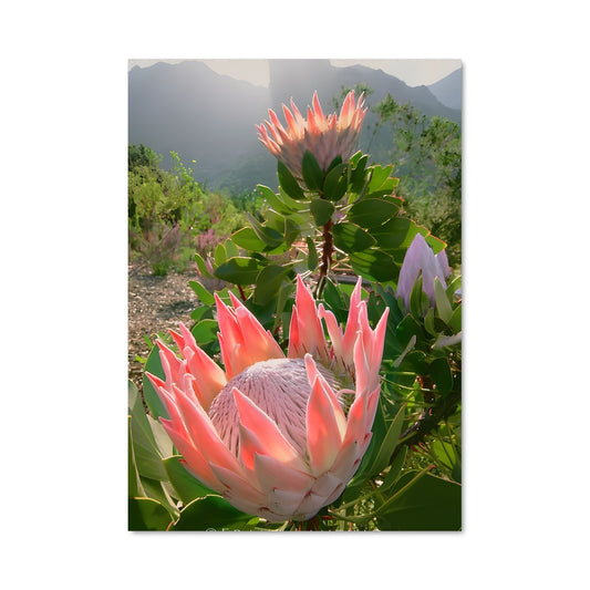 Poster Fleur des Cimes