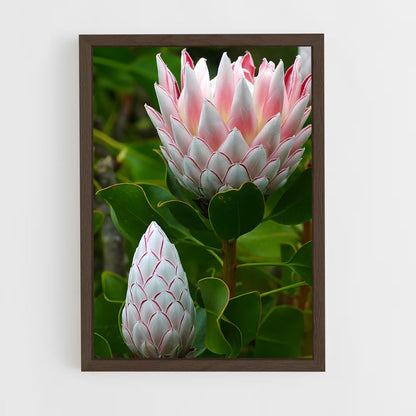 ap-protea-11 cadre Bois foncé