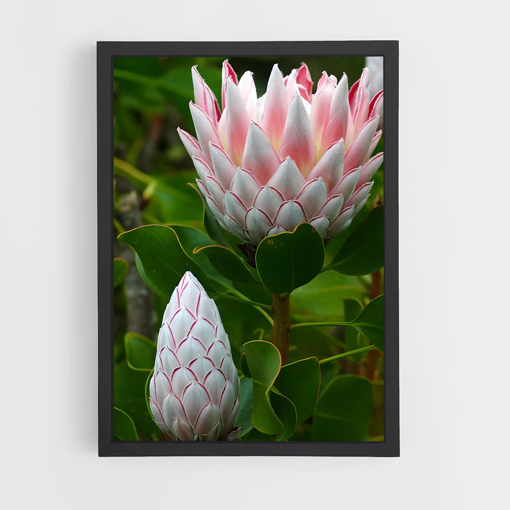 ap-protea-11 cadre Noir