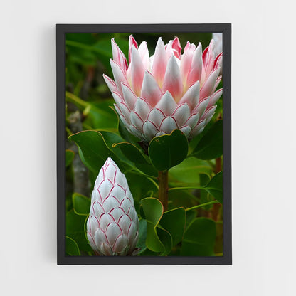 ap-protea-11 cadre Noir