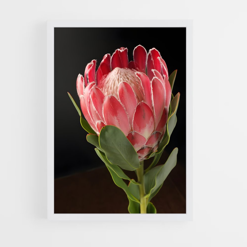 ap-protea-3 cadre Blanc