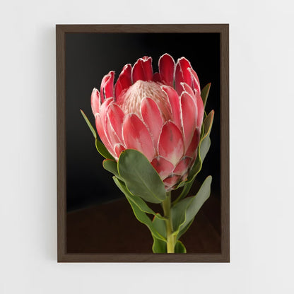 ap-protea-3 cadre Bois foncé