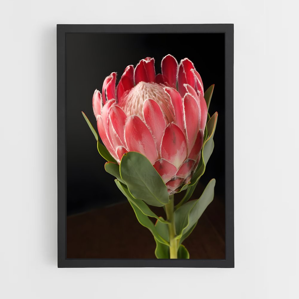 ap-protea-3 cadre Noir