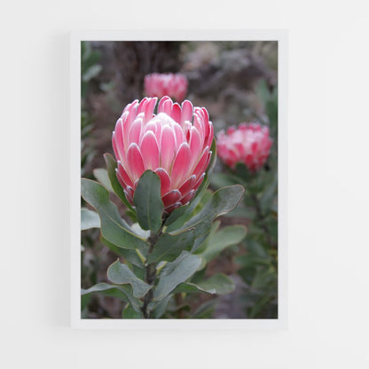 ap-protea-4 cadre Blanc