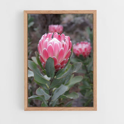 ap-protea-4 cadre Bois clair