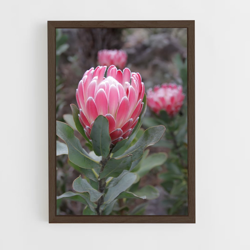 ap-protea-4 cadre Bois foncé