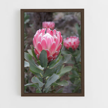 ap-protea-4 cadre Bois foncé