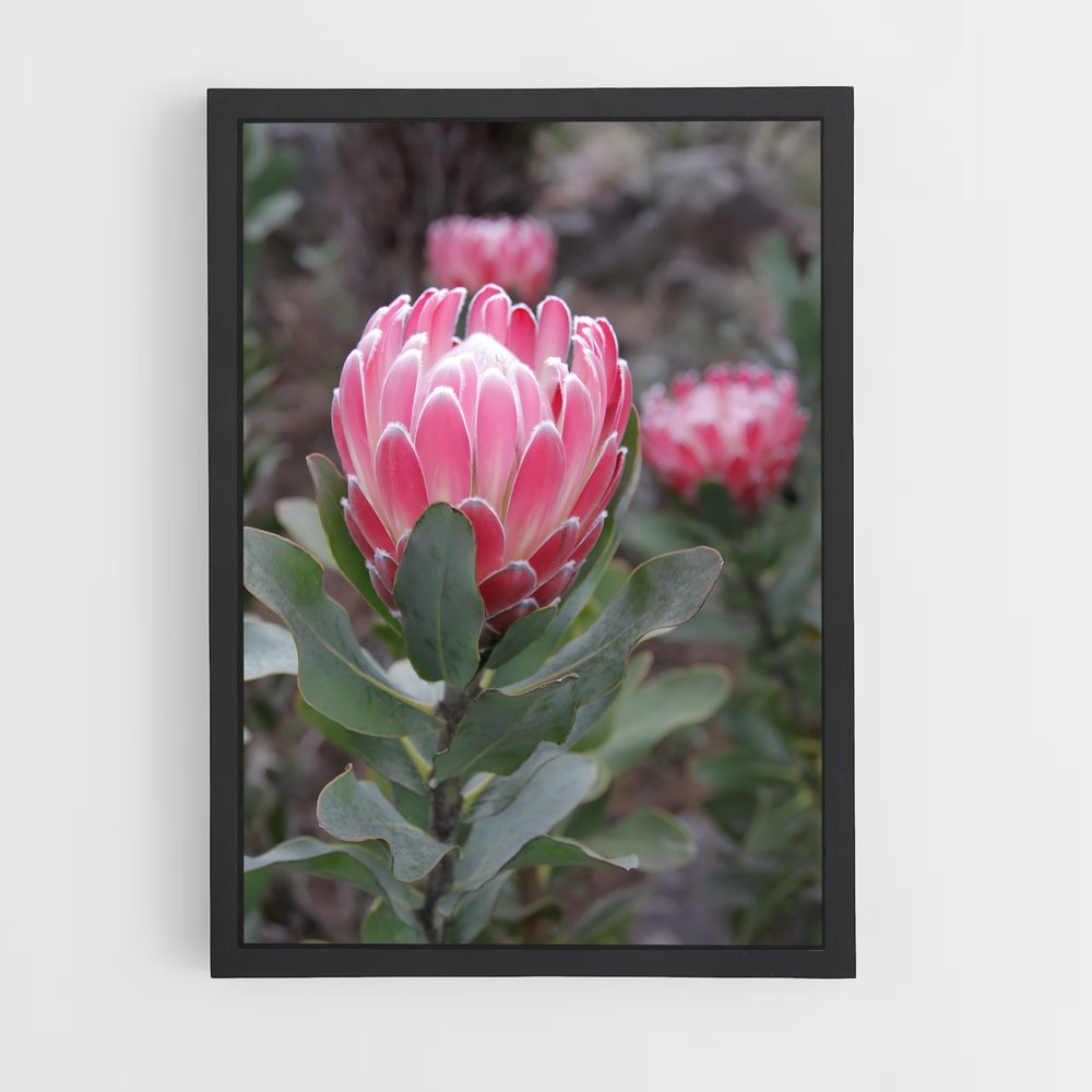 ap-protea-4 cadre Noir