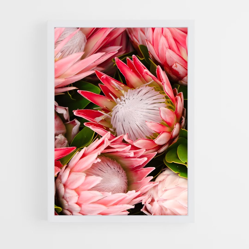 ap-protea-6 cadre Blanc