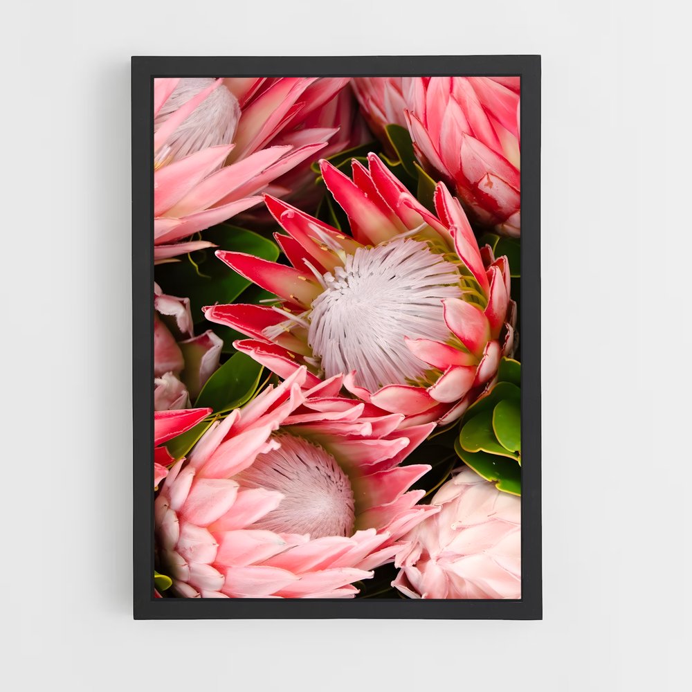 ap-protea-6 cadre Noir