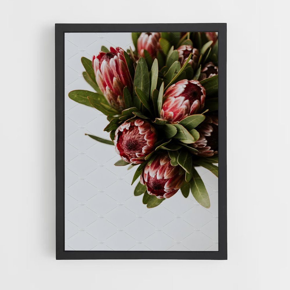 ap-protea-7 cadre Noir
