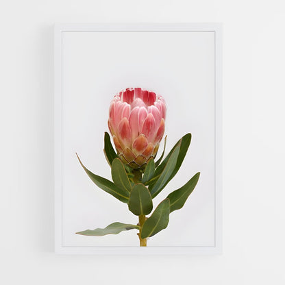 ap-protea-8 cadre Blanc