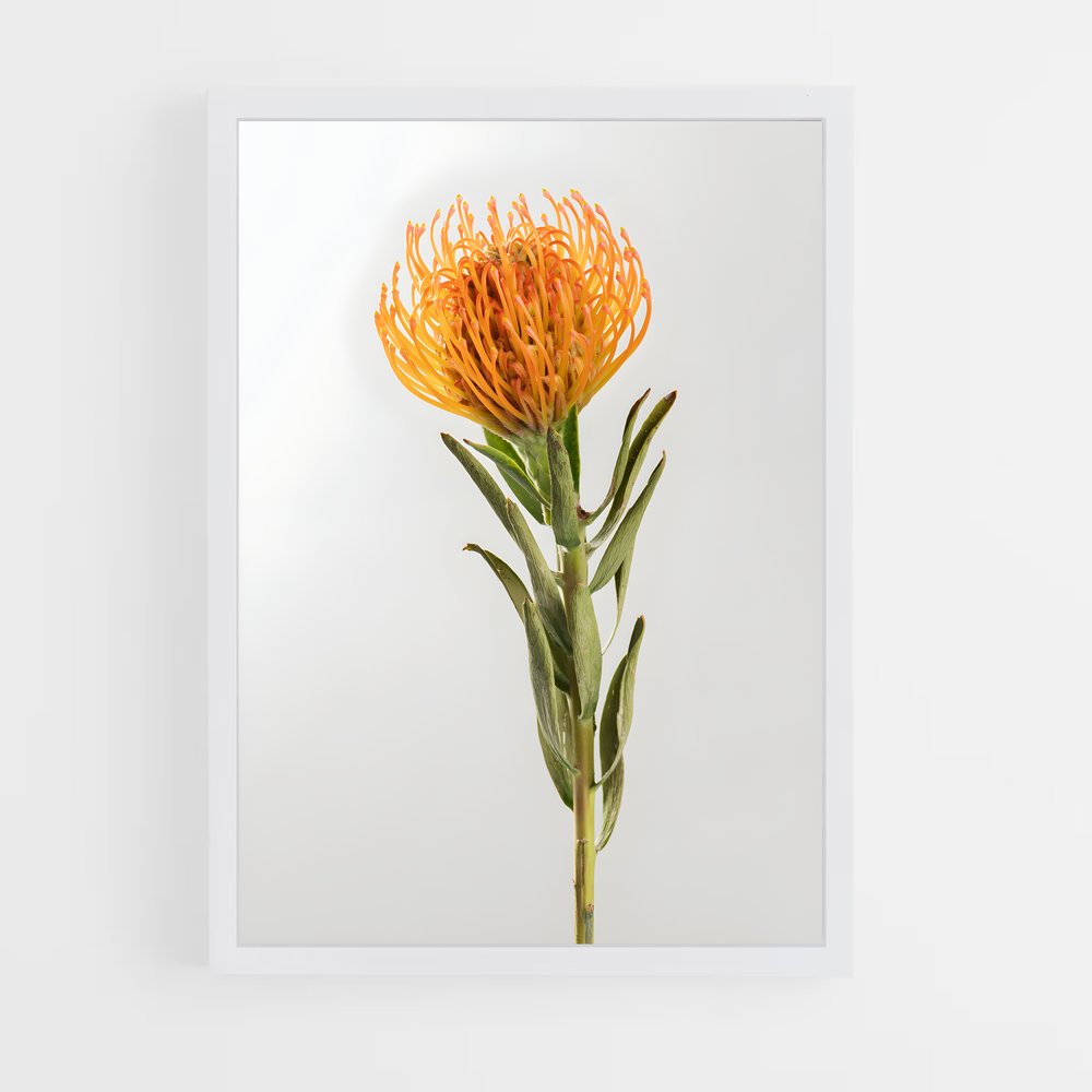 ap-protea-9 cadre Blanc