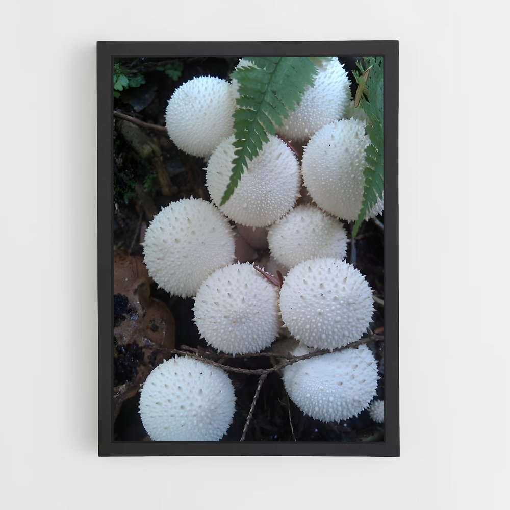 ap-puffball-1 cadre Noir
