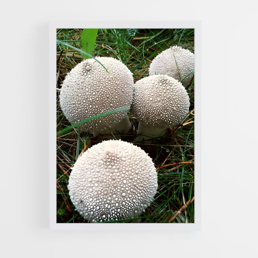 ap-puffball-2 cadre Blanc