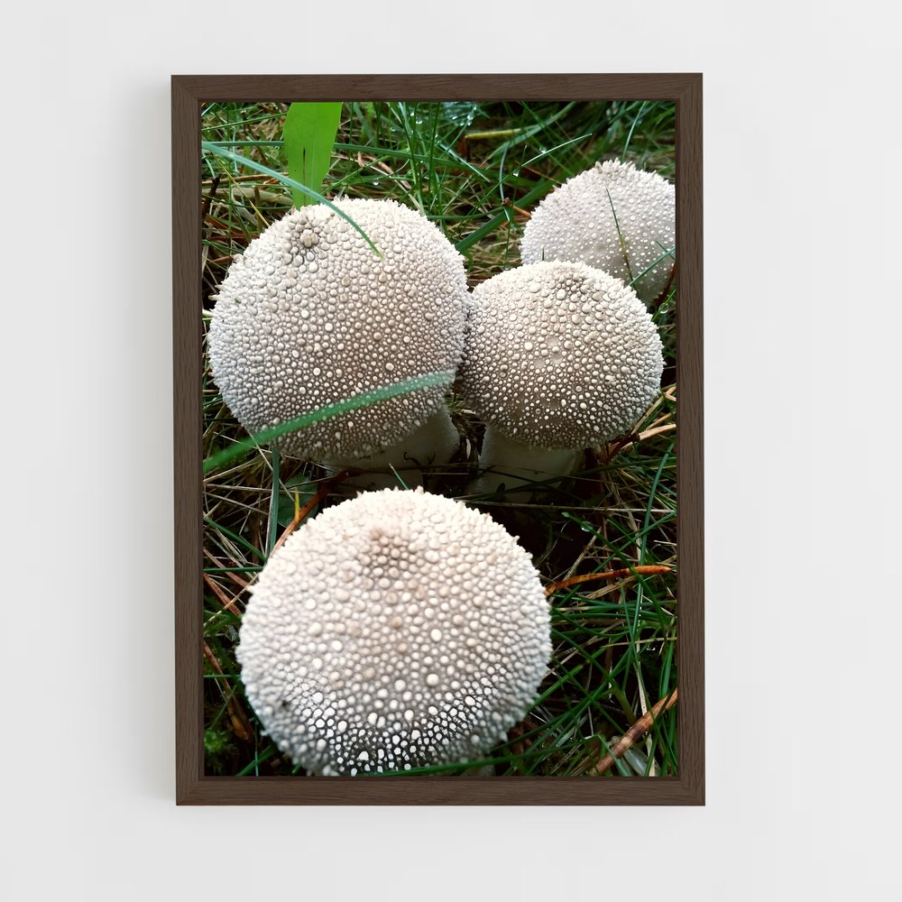 ap-puffball-2 cadre Bois foncé