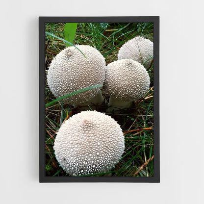 ap-puffball-2 cadre Noir