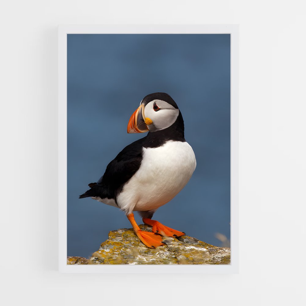ap-puffin-1 cadre Blanc