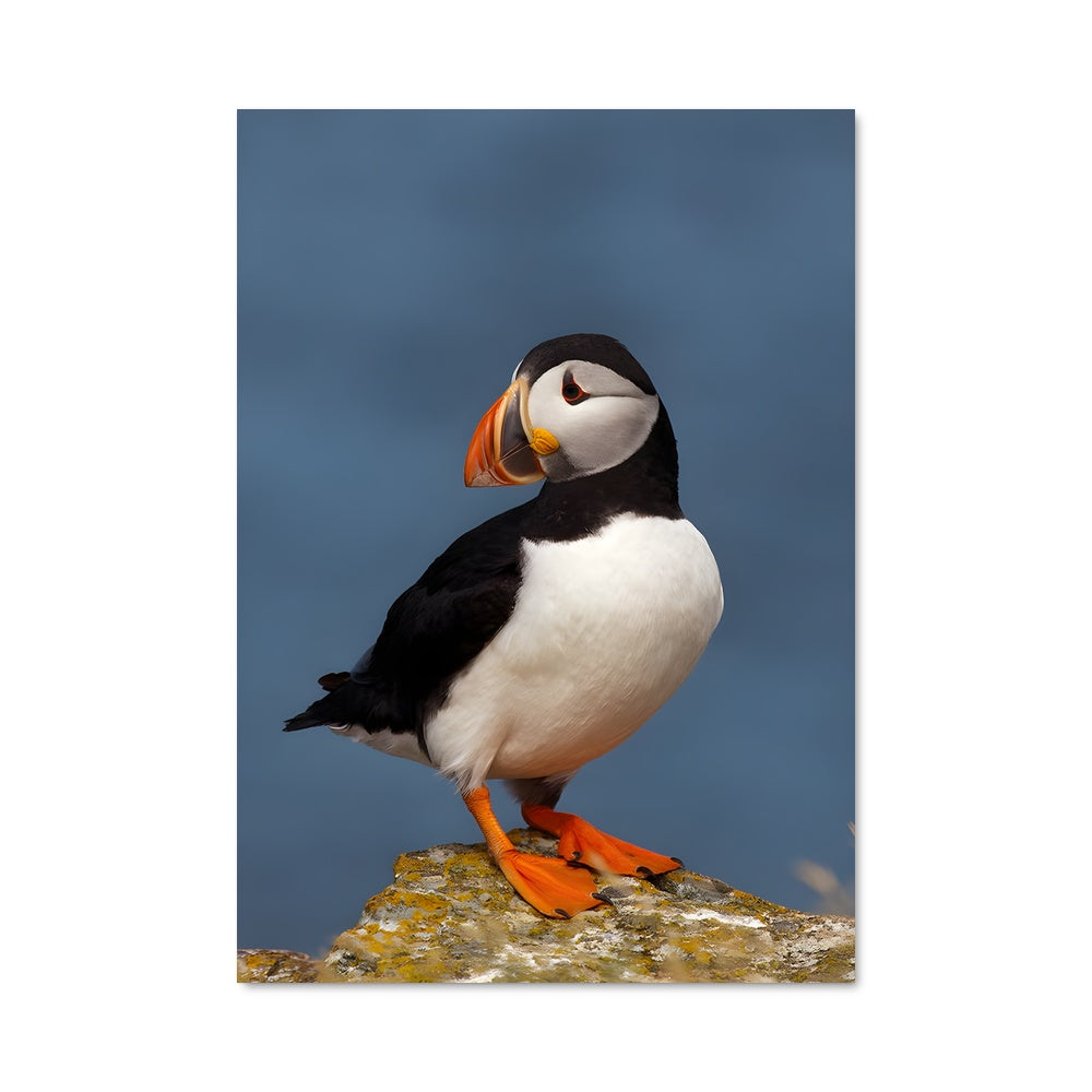 Poster Oiseau Pompom