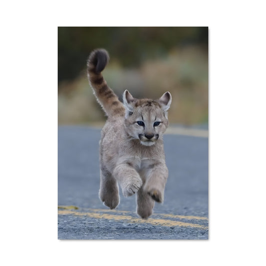 Poster Lynx en Course