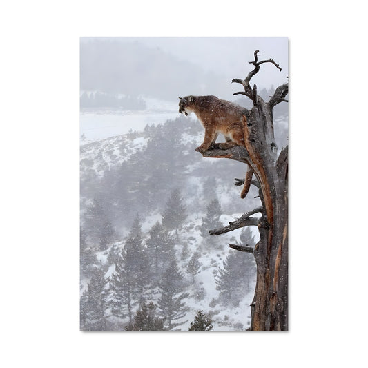 Poster Puma 84213