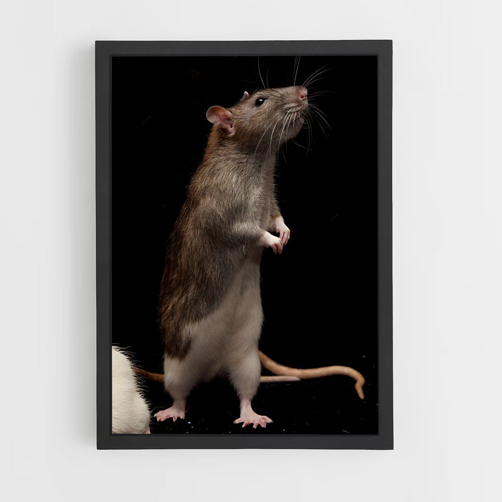 ap-rat-1 cadre Noir