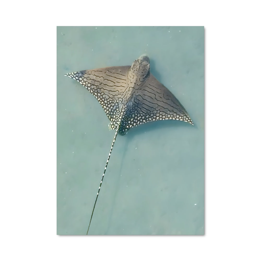 Poster Ray 84232