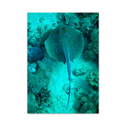 Poster Ray 84231