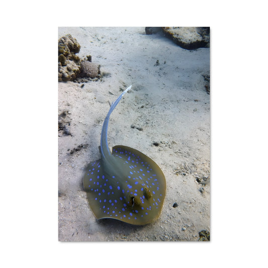 Poster Ray 84241