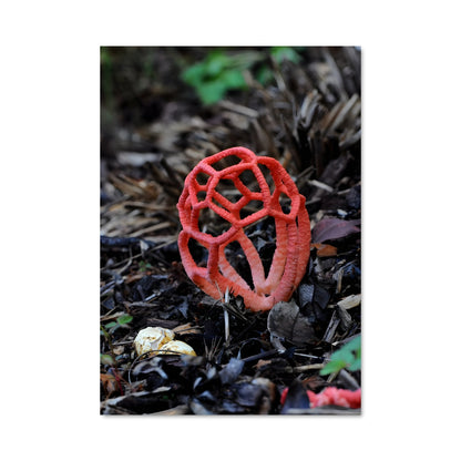 Poster Champignon Écarlate