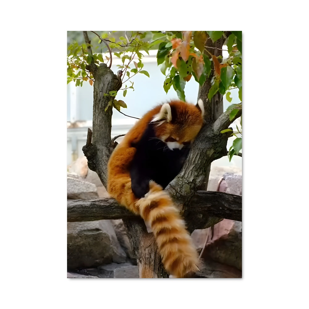 Poster Red panda 84245