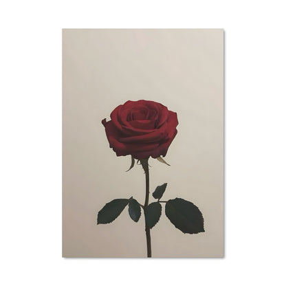 Poster Red rose 14777