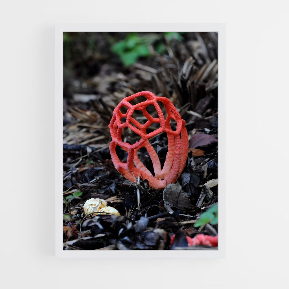 ap-red cage fungus-1 cadre Blanc