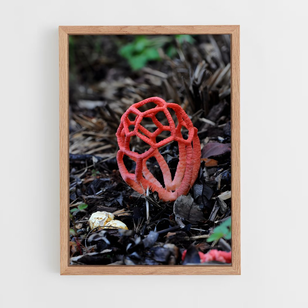 ap-red cage fungus-1 cadre Bois clair