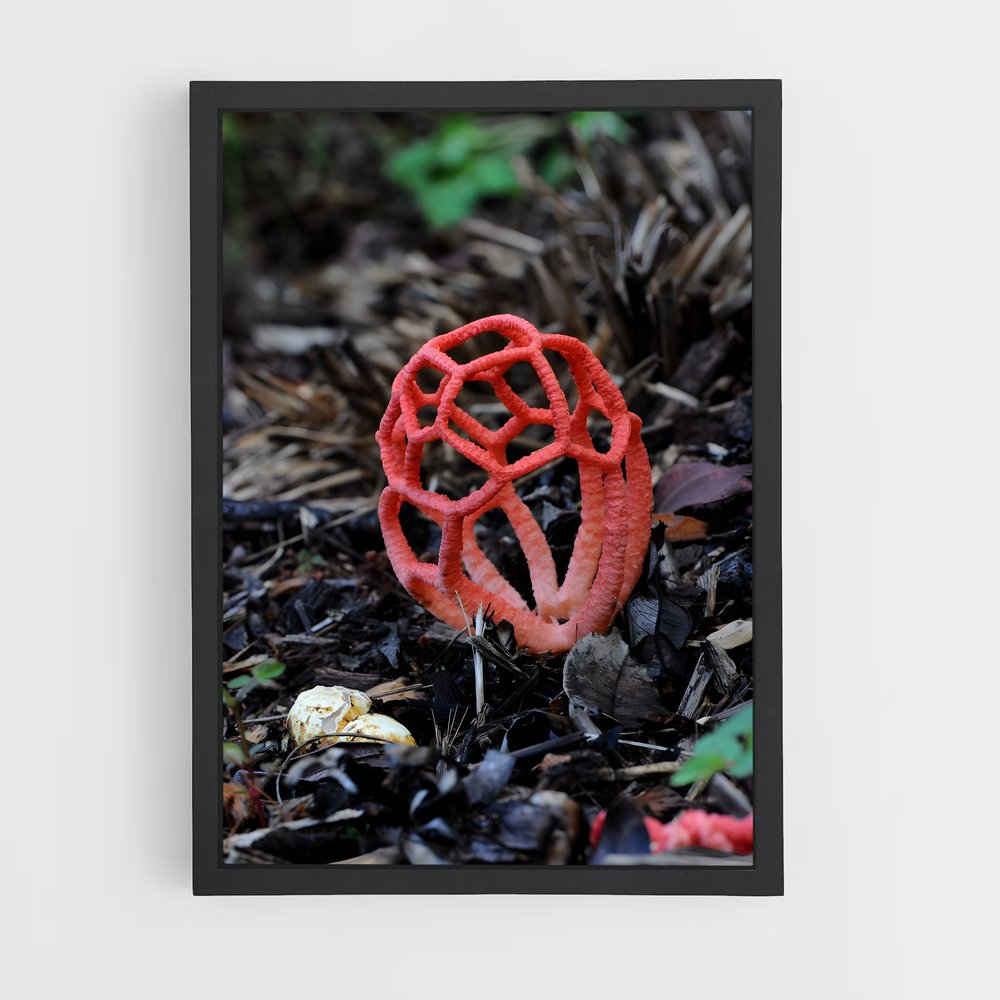 ap-red cage fungus-1 cadre Noir